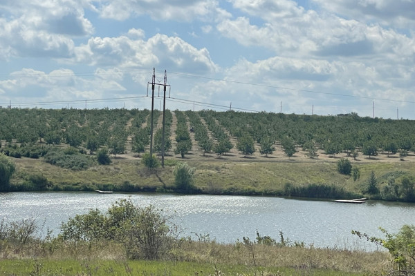 Продаж горіхового саду в Кіровоградській області